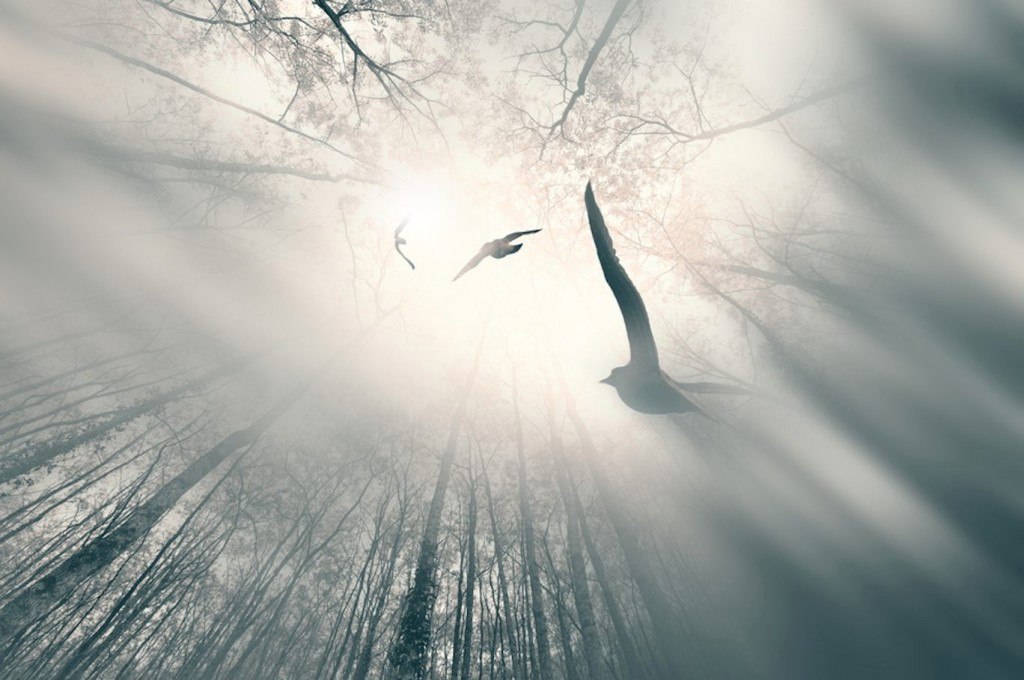 birdsintrees.jpg birdsintrees.jpg